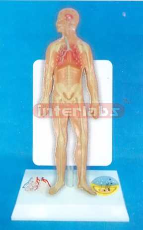 35CM TALL HUMAN RESPIRATORY SYSTEM MODEL WITH DESCRIPTION PLATE